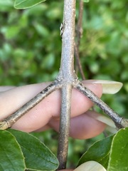 Viburnum × burkwoodii