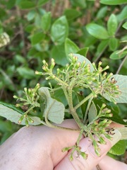 Viburnum × burkwoodii