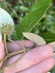 Viburnum × burkwoodii