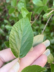 Viburnum × burkwoodii