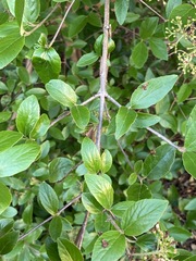 Viburnum × burkwoodii