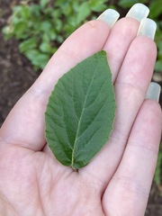 Viburnum × burkwoodii