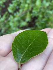 Viburnum × burkwoodii