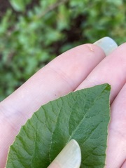 Viburnum × burkwoodii