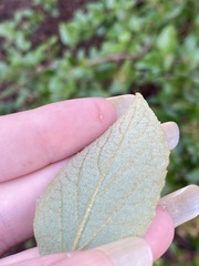 Viburnum × burkwoodii