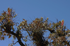 Tillandsia calothyrsus