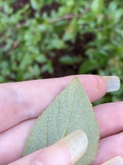 Viburnum × burkwoodii