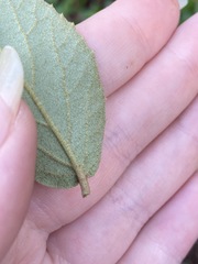 Viburnum × burkwoodii