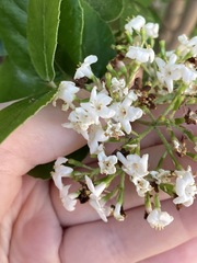Viburnum × burkwoodii