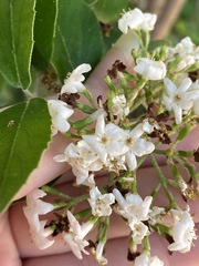 Viburnum × burkwoodii