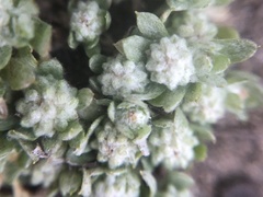 Psilocarphus tenellus