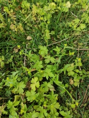 Ranunculus parviflorus