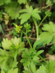 Ranunculus parviflorus