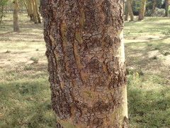Vachellia xanthophloea