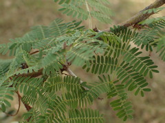 Vachellia xanthophloea