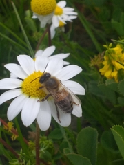 Apis mellifera