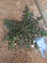 Capsella bursa-pastoris