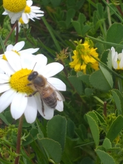 Apis mellifera