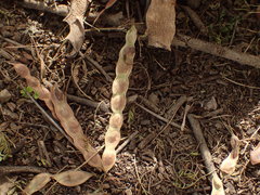 Vachellia xanthophloea