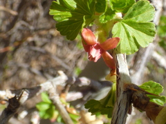 Ribes pinetorum