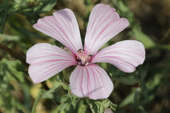 Malva trimestris