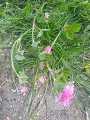Trifolium pratense
