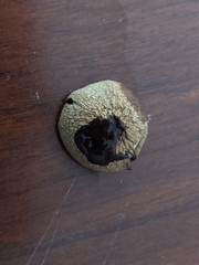 Psathyrella pseudovernalis
