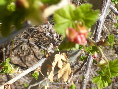 Ribes pinetorum