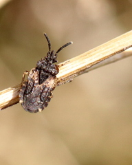 Aradus truncatus