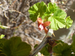 Ribes pinetorum