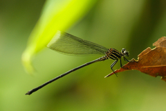 Polythore derivata
