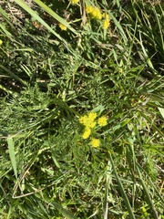 Lomatium bradshawii