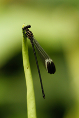 Polythore derivata