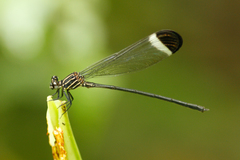 Polythore derivata