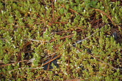 Cerastium nutans