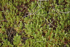 Cerastium nutans