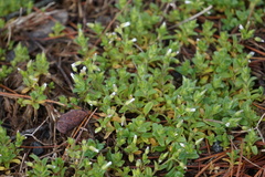 Cerastium nutans