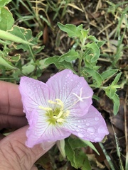 Oenothera speciosa