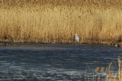 Ardea cinerea
