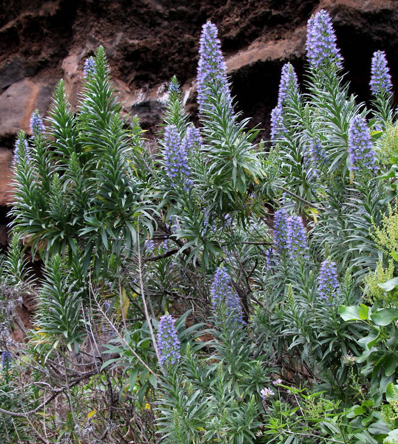 Echium webbii