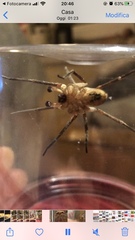 Zoropsis spinimana