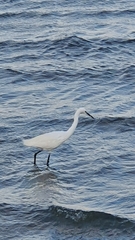 Egretta garzetta