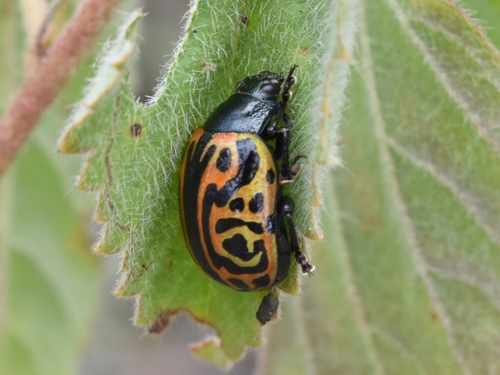 Calligrapha mexicana