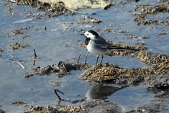 Motacilla alba
