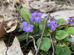 Viola selkirkii