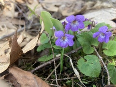 Viola selkirkii