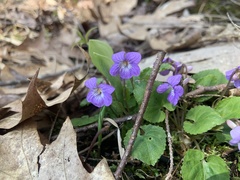 Viola selkirkii