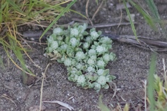 Psilocarphus tenellus