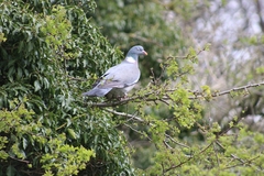 Columba palumbus