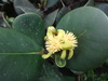 Clusia multiflora - Photo (c) Tobias Pabon, some rights reserved (CC BY-NC), uploaded by Tobias Pabon
